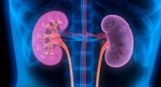 Five Sri Lankans Die Daily from Kidney Disease
